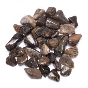 Piedras de Jaspe de Madera de Palma Calidad AA (± 250 gramos - ± 2-3 cm)