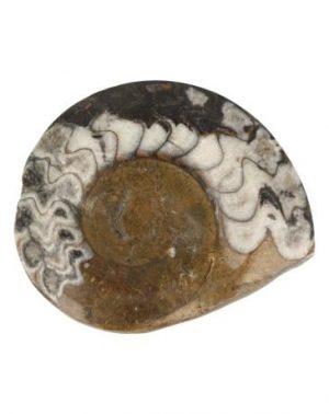 Goniatita Fósil Semipulida (8-10 cm)
