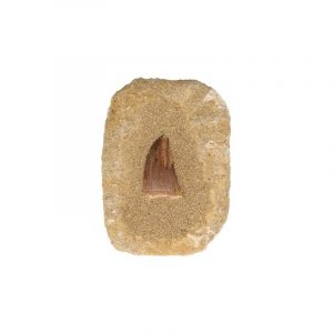 Diente de Mosasaurio sobre Piedra Rectangular