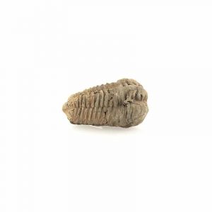 Trilobita Fósil Marrón de unos 6 cm