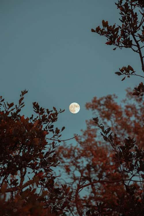 luna llena entre los árboles