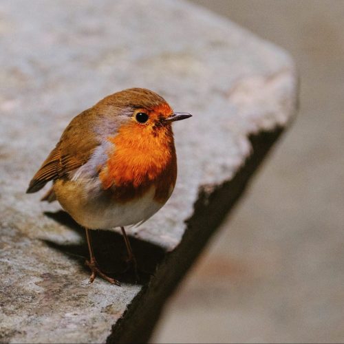 Pájaro o Ave: Significado Espiritual – Mensajes de Arriba