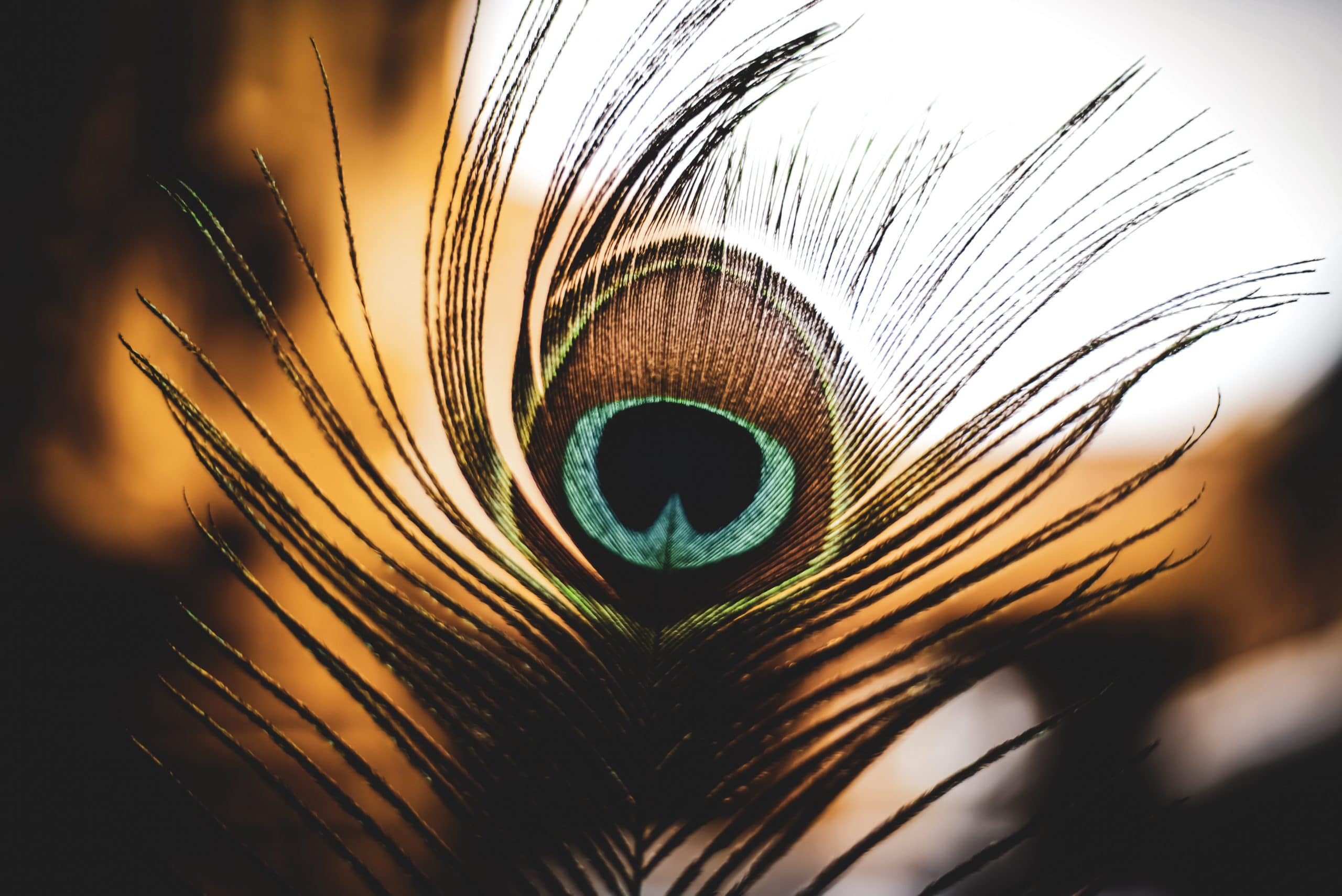 Pluma pavo real ave significado espiritual 