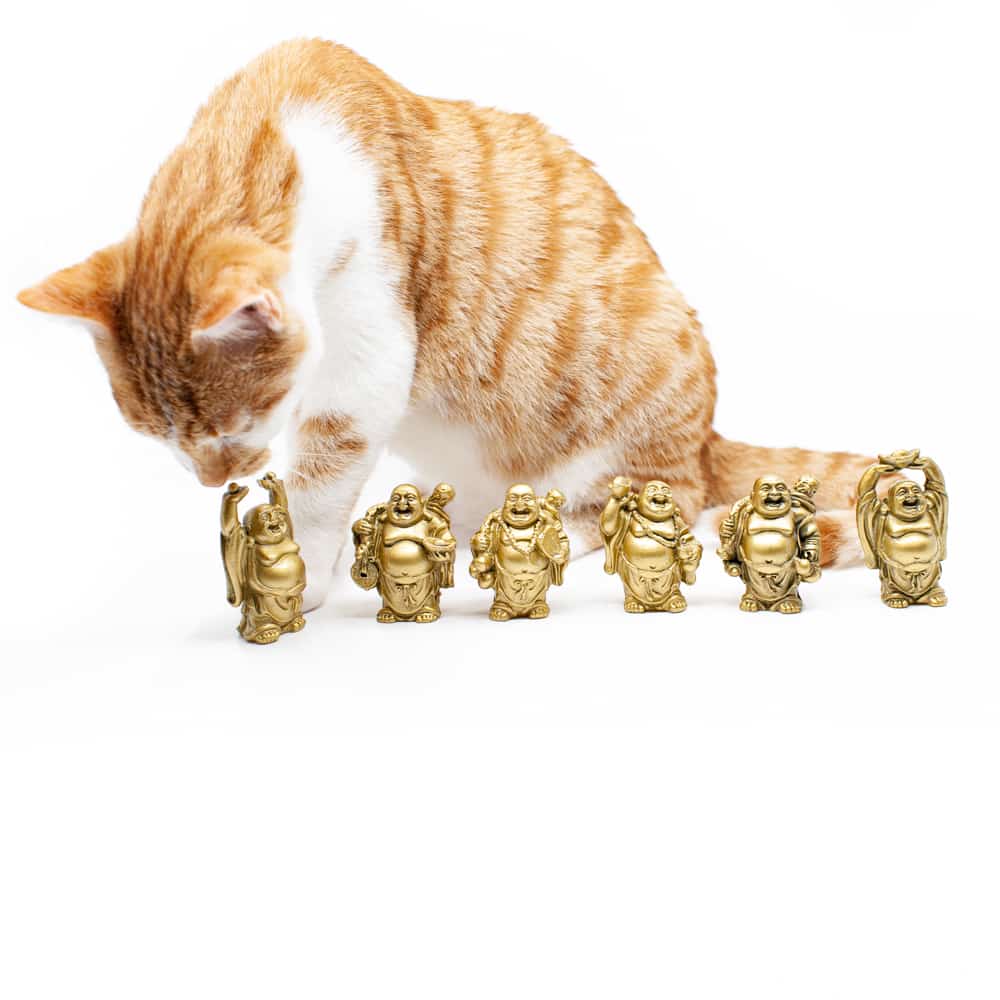 gato rojo con 6 figuritas de buda blog alta sensibilidad